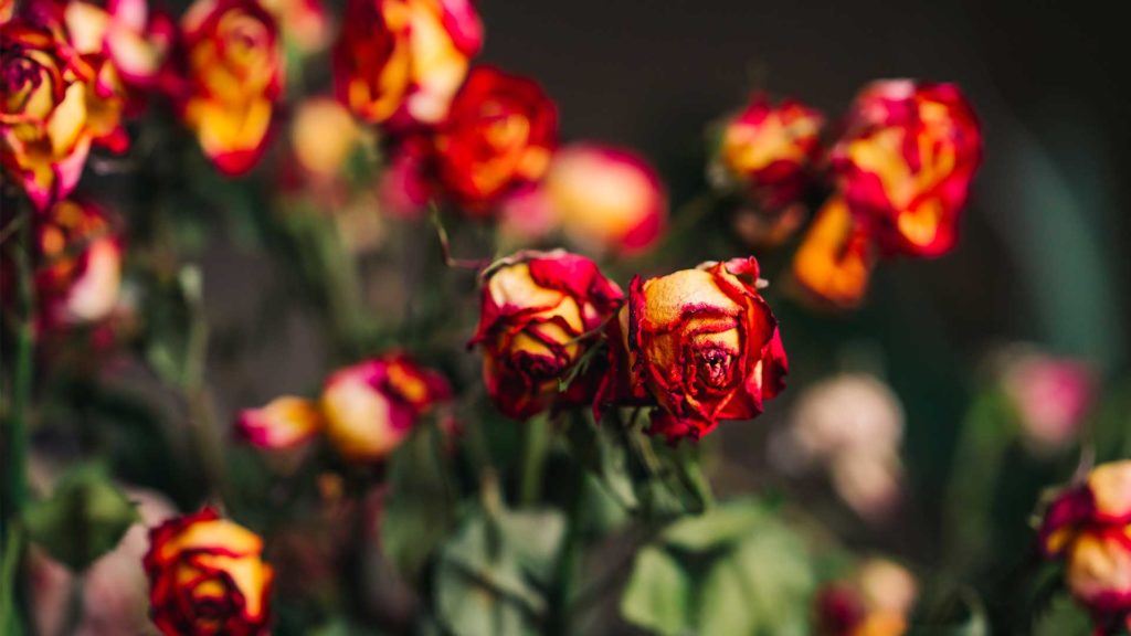 Boron in plants - Plant Food