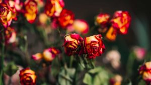 Boron in plants - Plant Food