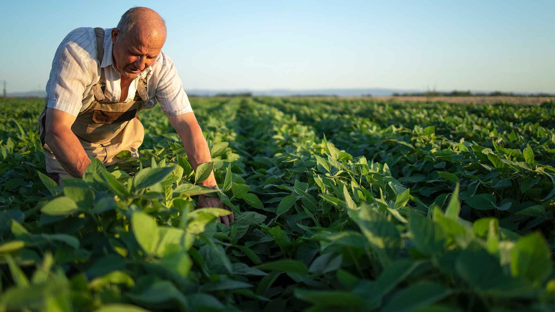 boron-micronutrient---for-plant-health Boron - Agriculture