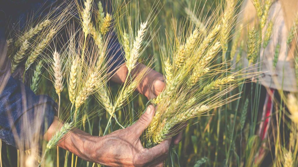 Boron - Food Security