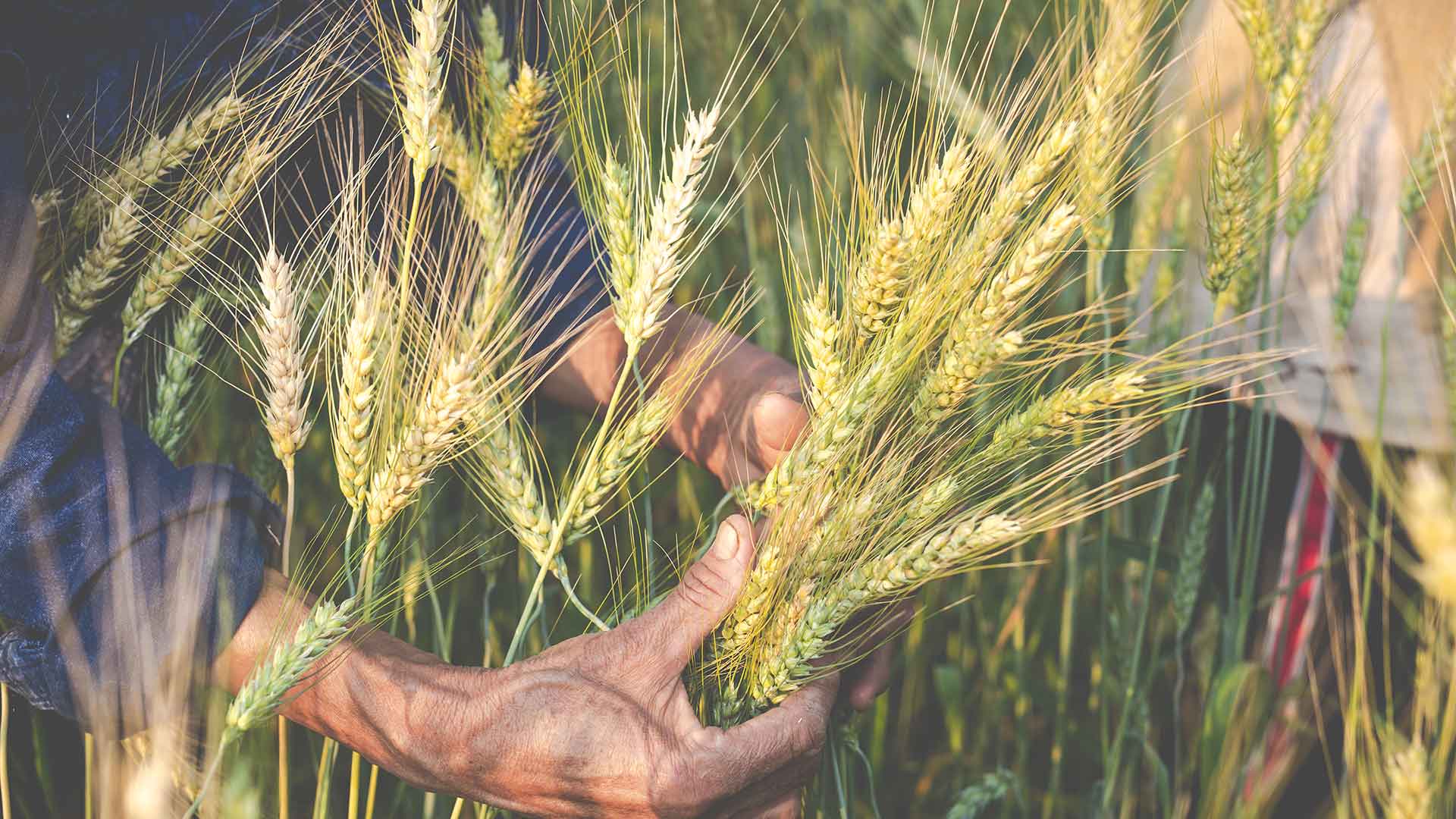 Boron - Food Security