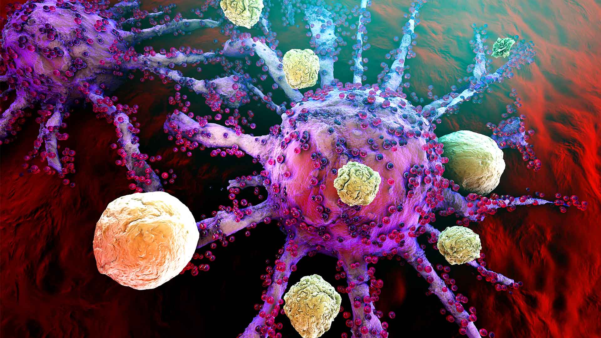 Immune System