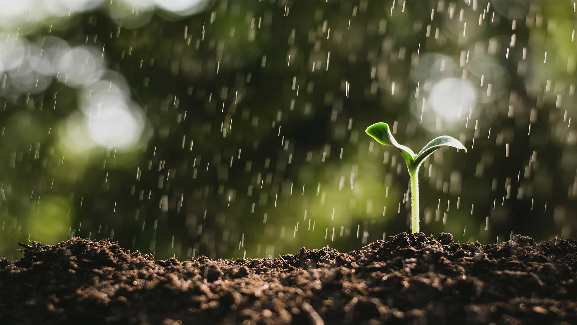 pure-boron-seedling