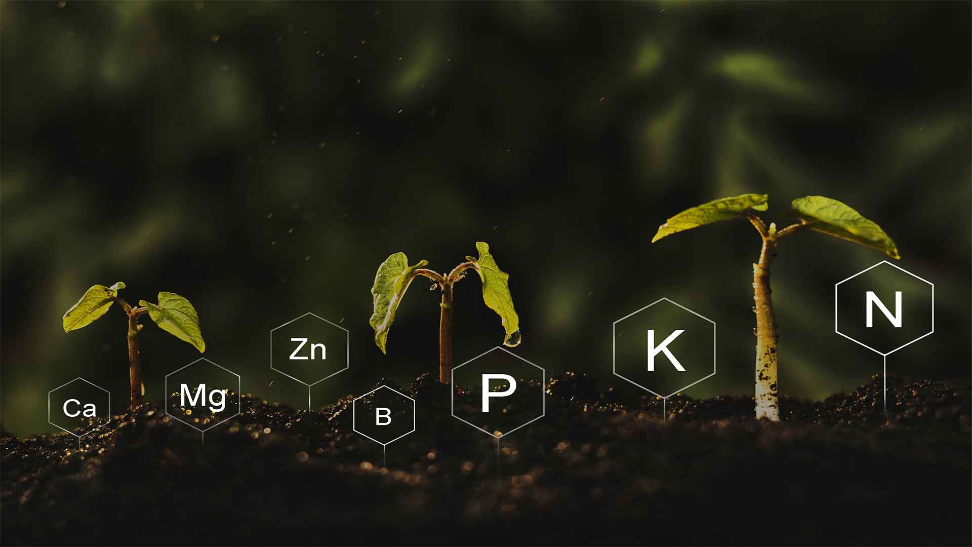 Boron in Agriculture
