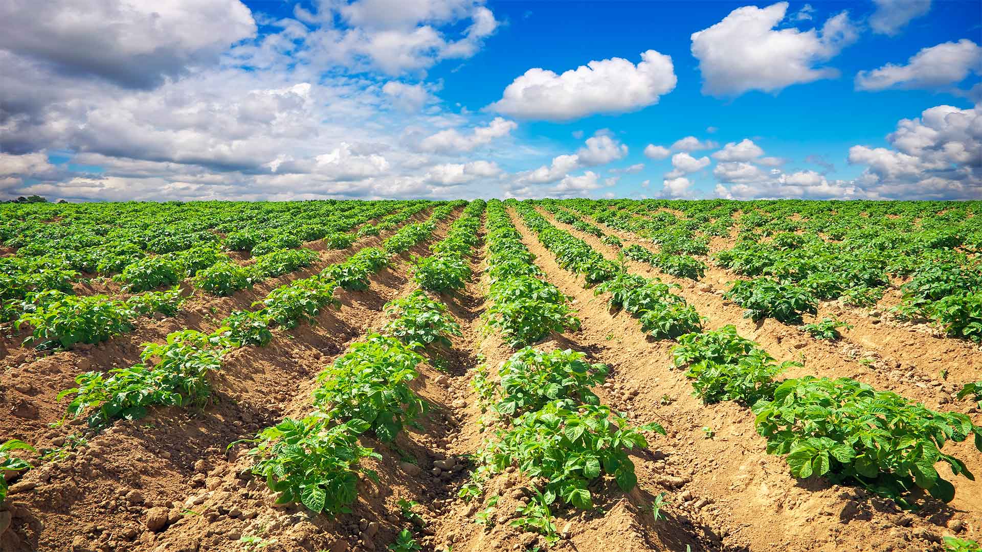 boron-borates-food-security Boron Borates Food Security