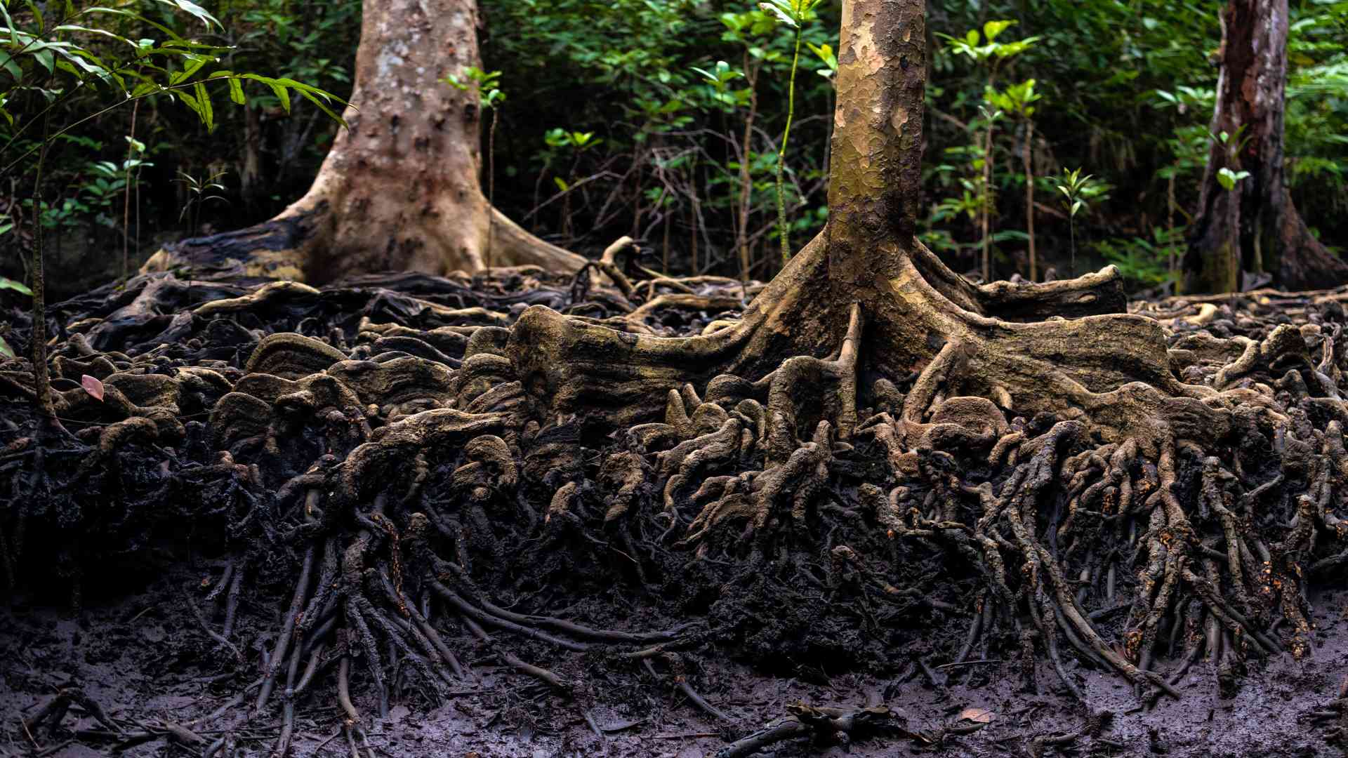 Forest Ecosystem