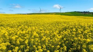 Canola