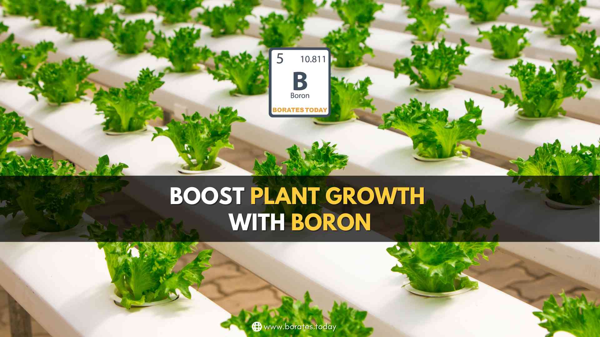Plant Growth